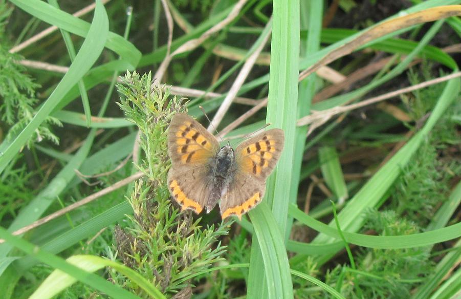 Lycaena phlaeas?